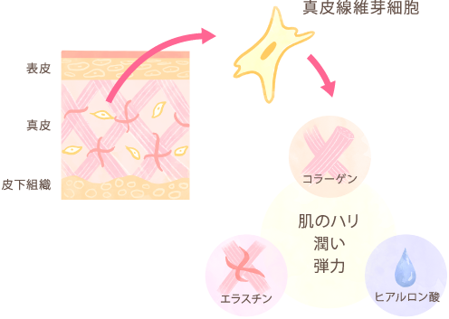 Peau Nue ポニュ 美しい素肌である為の情報を提供しております Peau Nue ポニュ 美しい素肌である為の情報を提供しております